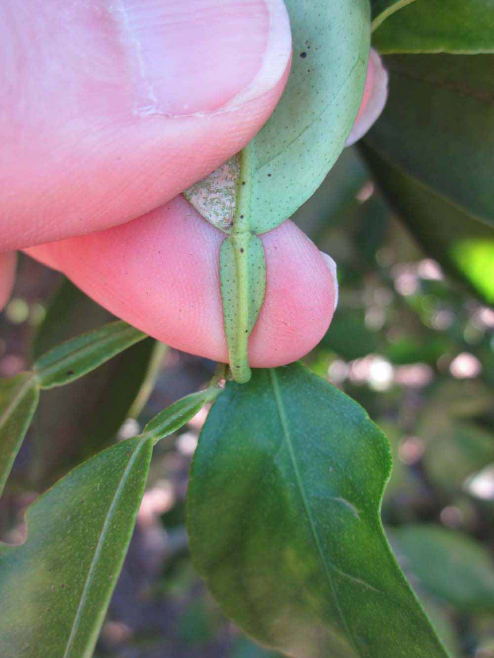              Petiole (Winter Haven, FL)       